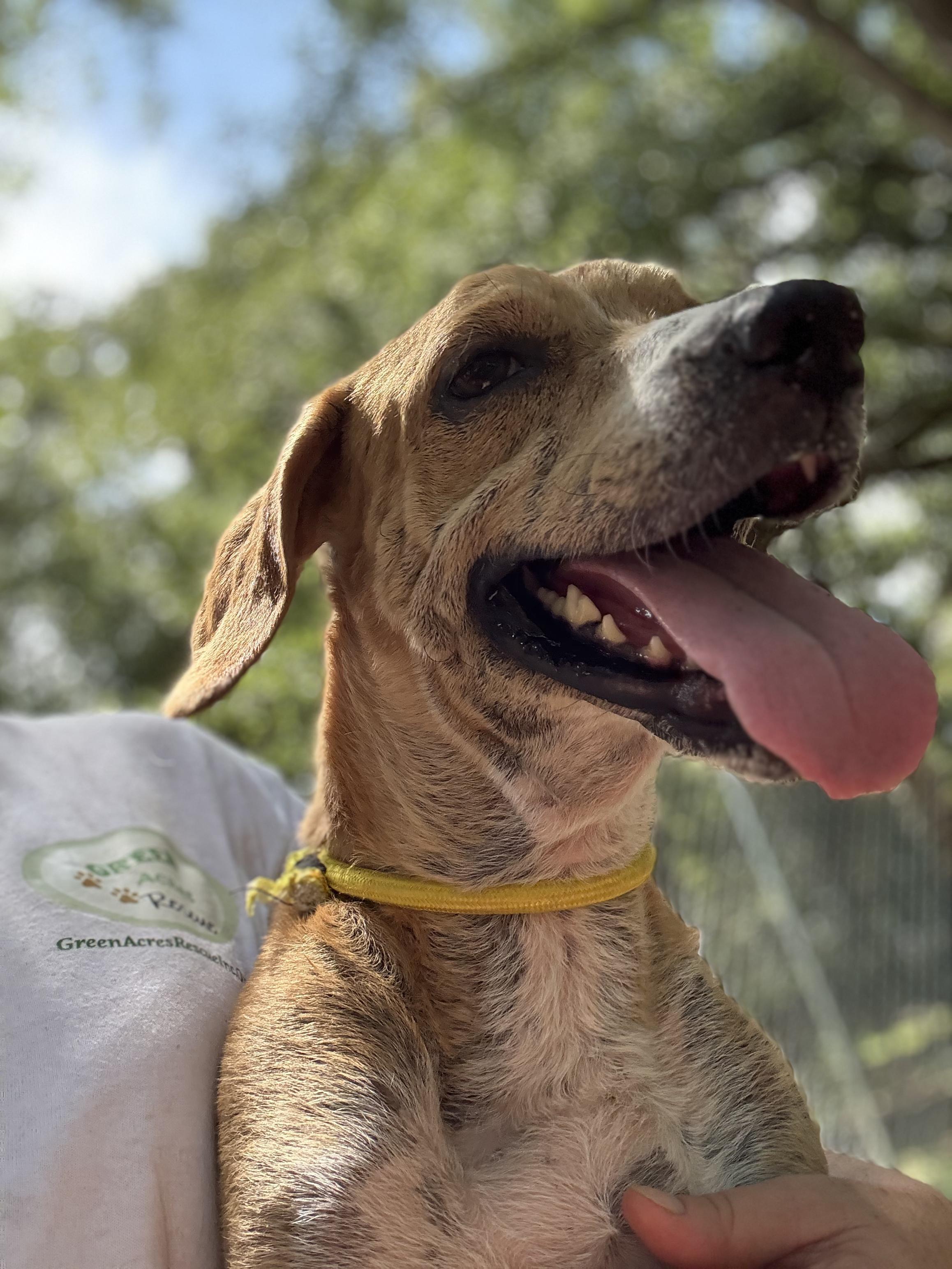 Enlarge Reggie, a Adoptable mixed breed in PENSACOLA, FL image 1/6