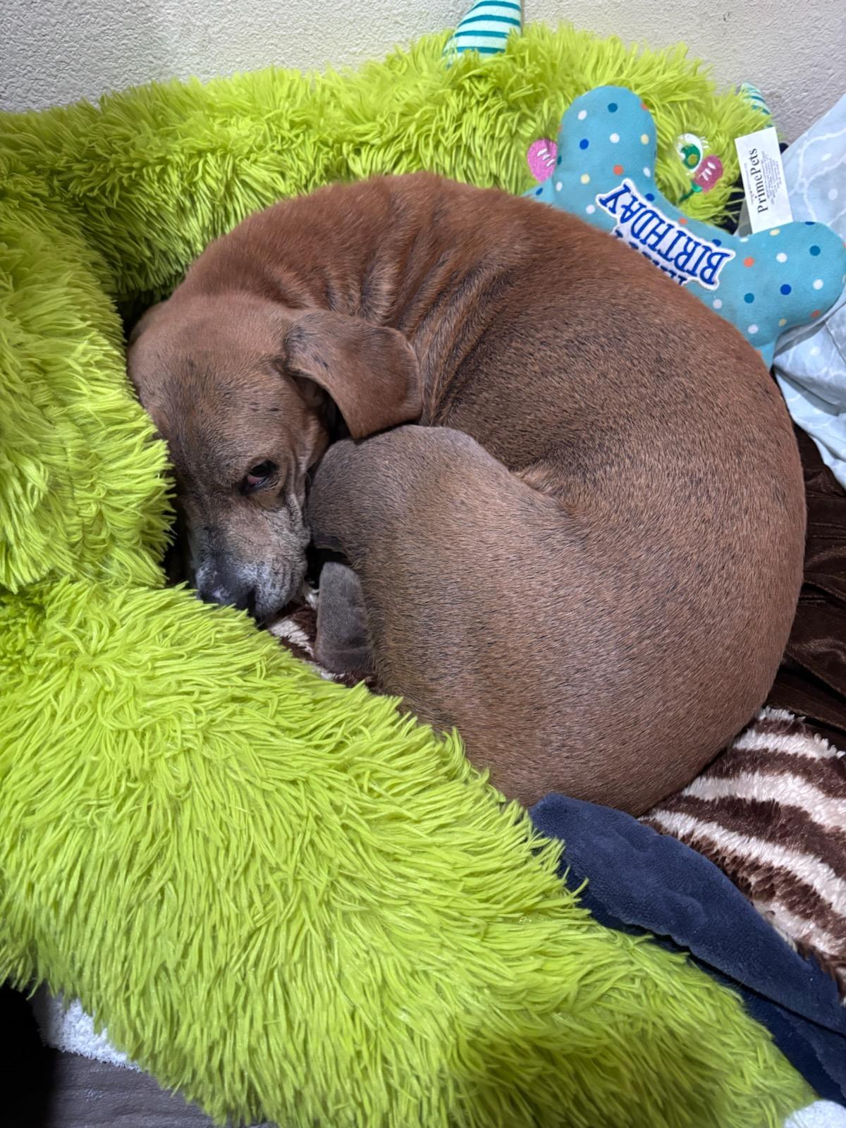 Enlarge Reggie, a Adoptable mixed breed in PENSACOLA, FL image 5/5