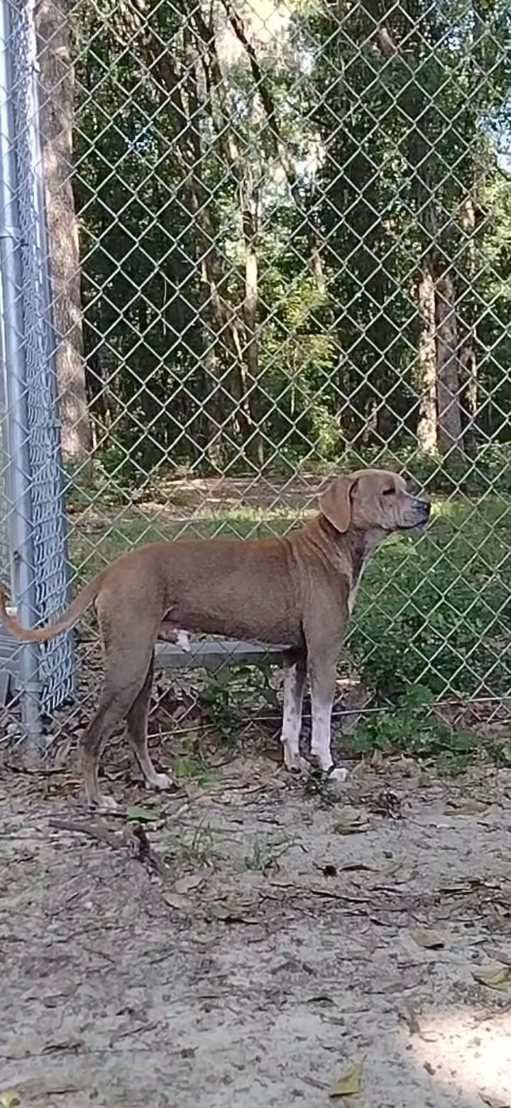 Enlarge Reggie, a Adoptable mixed breed in PENSACOLA, FL image 3/5