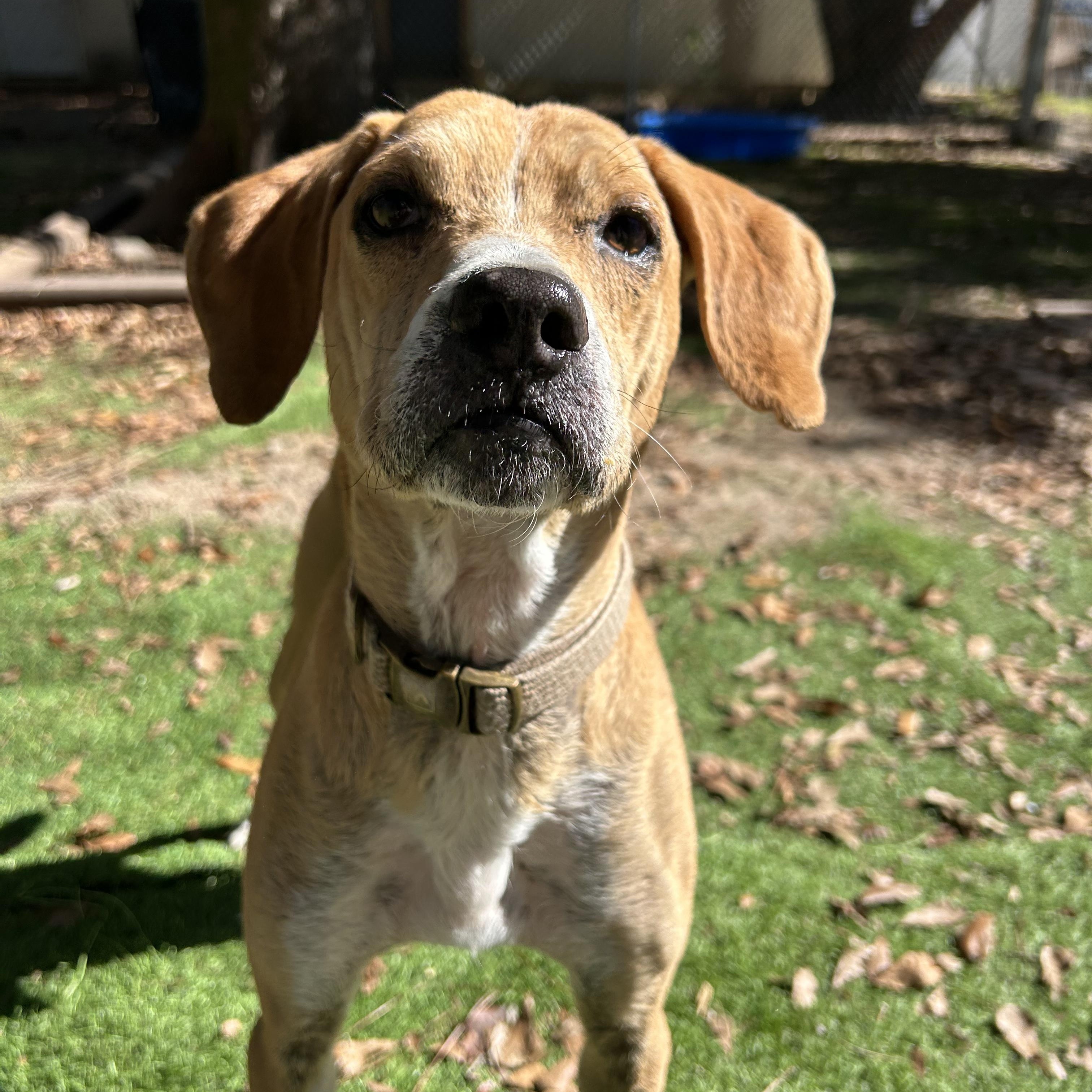 Enlarge Reggie, a Adoptable mixed breed in PENSACOLA, FL image 6/6