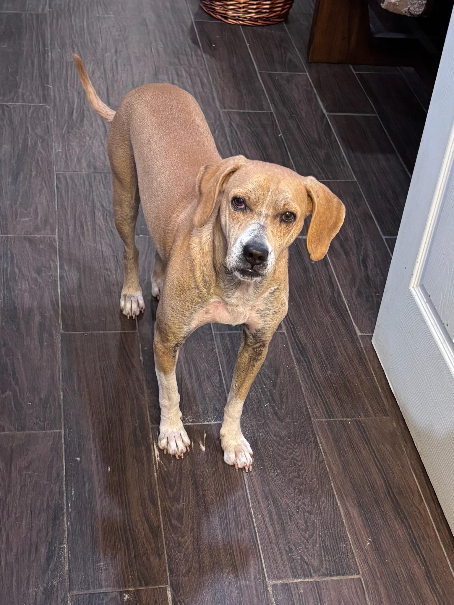 Reggie, Adoptable, Young Male Beagle & Boxer.