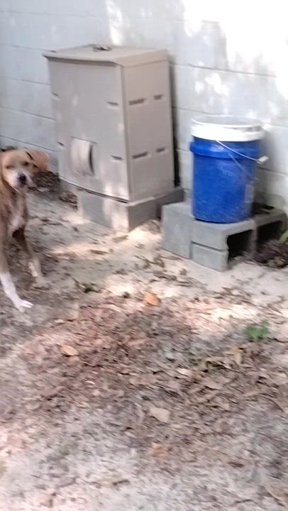 Enlarge Reggie, a Adoptable mixed breed in PENSACOLA, FL video 2/5