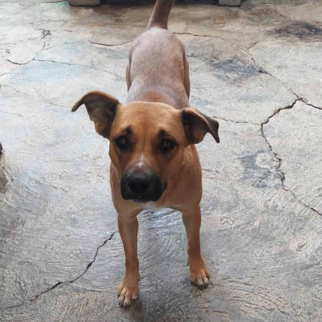 Chata, Adoptable, Adult Female Rhodesian Ridgeback & None.