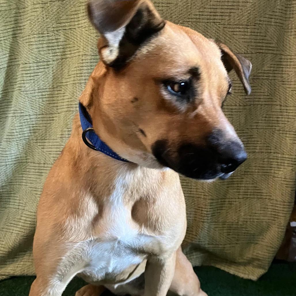 Enlarge Chata, a Adoptable Rhodesian Ridgeback in San Diego, CA image 2/3