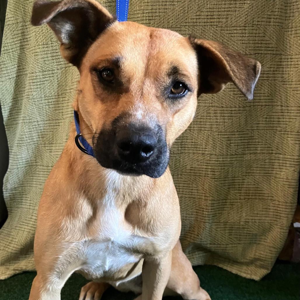 Enlarge Chata, a Adoptable Rhodesian Ridgeback in San Diego, CA image 3/3