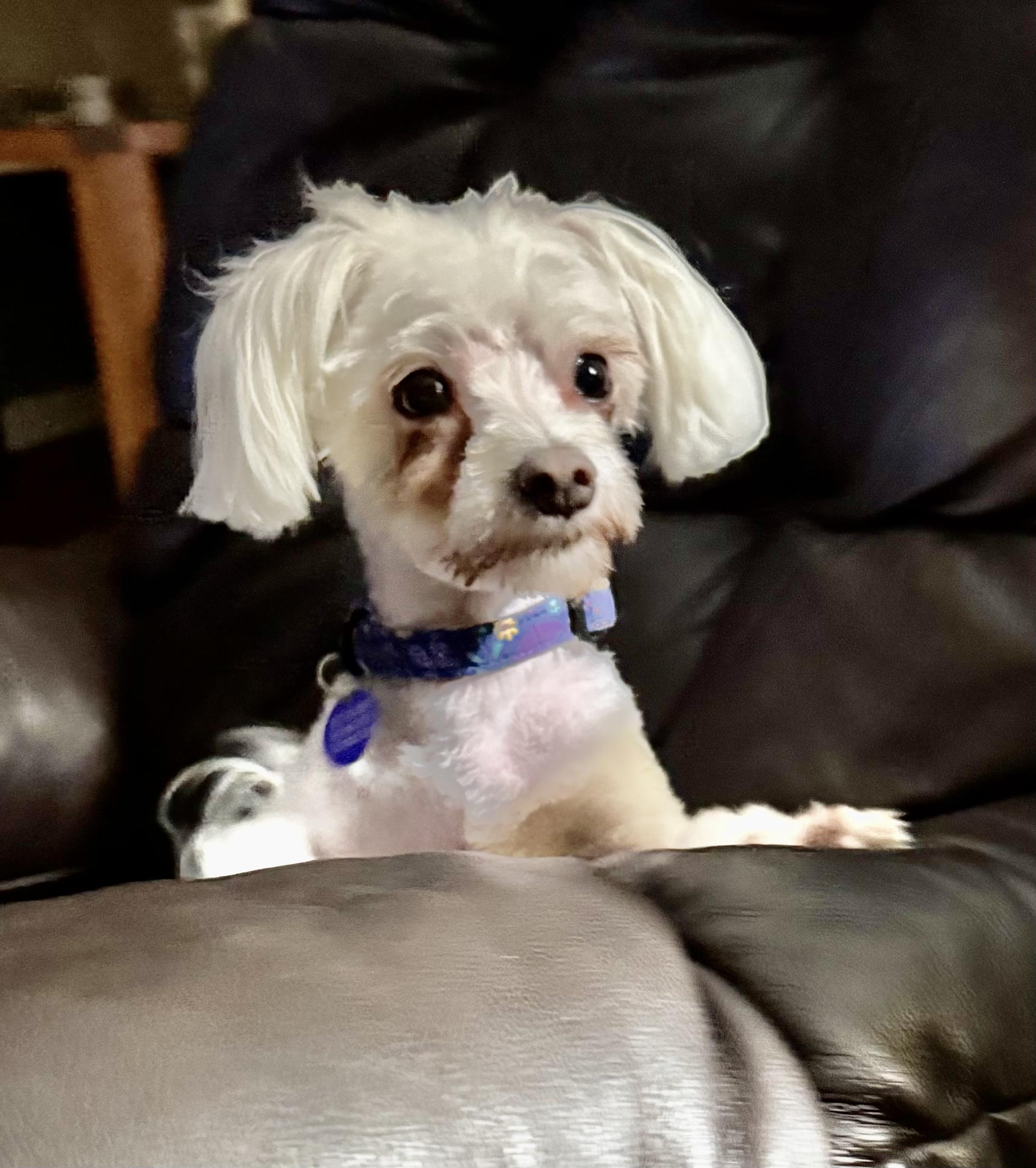 Megan Turner, a Adoptable Maltese in Plano, TX image 1/4