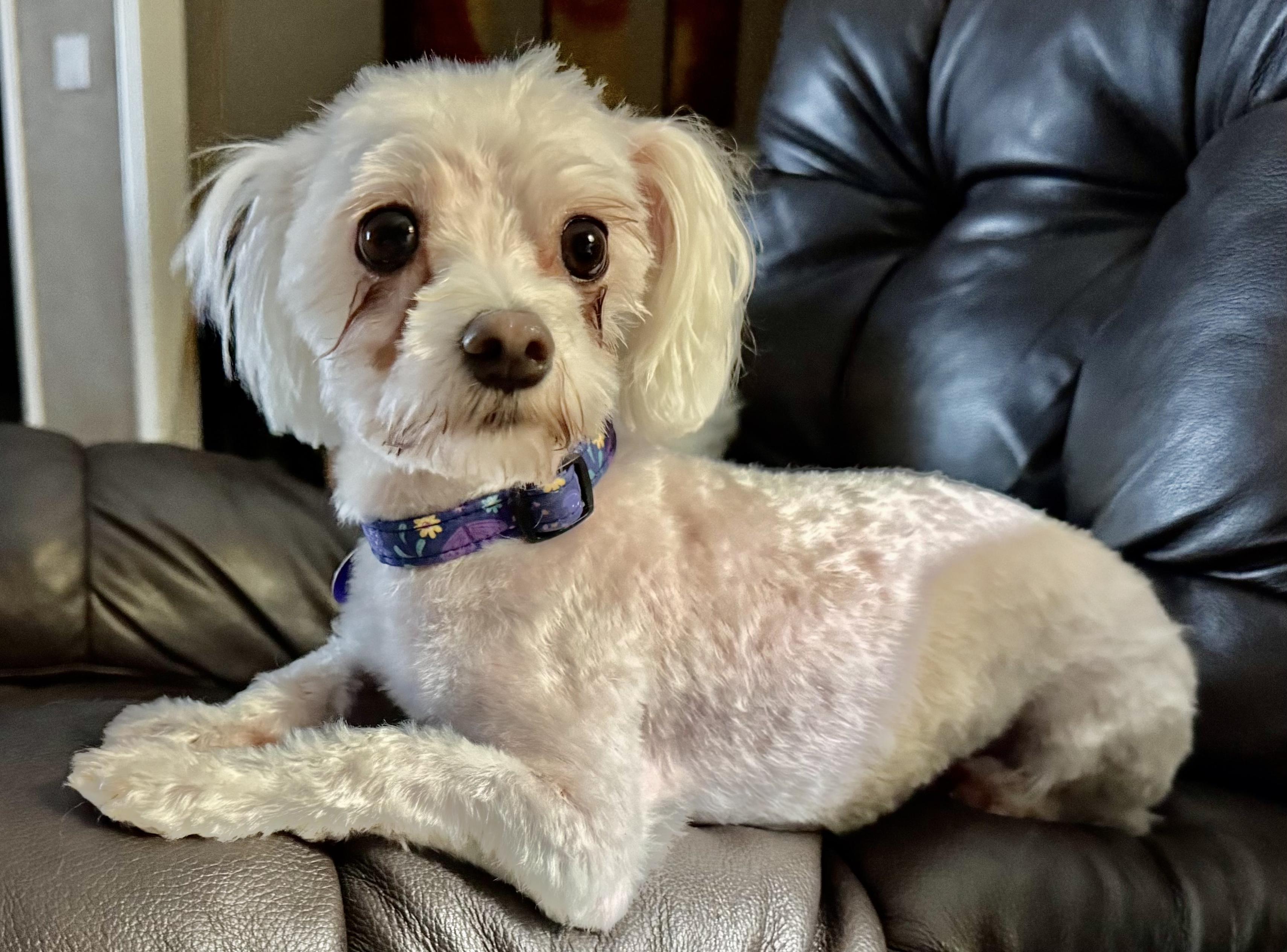 Megan Turner, a Adoptable Maltese in Plano, TX image 3/4