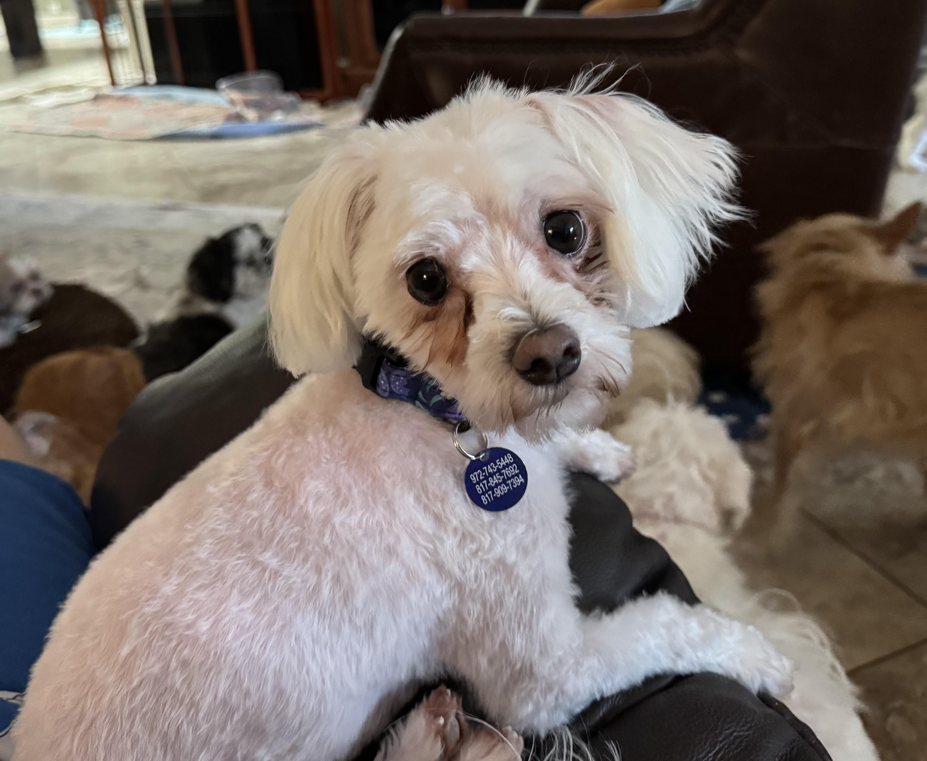 Megan Turner, a Adoptable Maltese in Plano, TX image 4/4