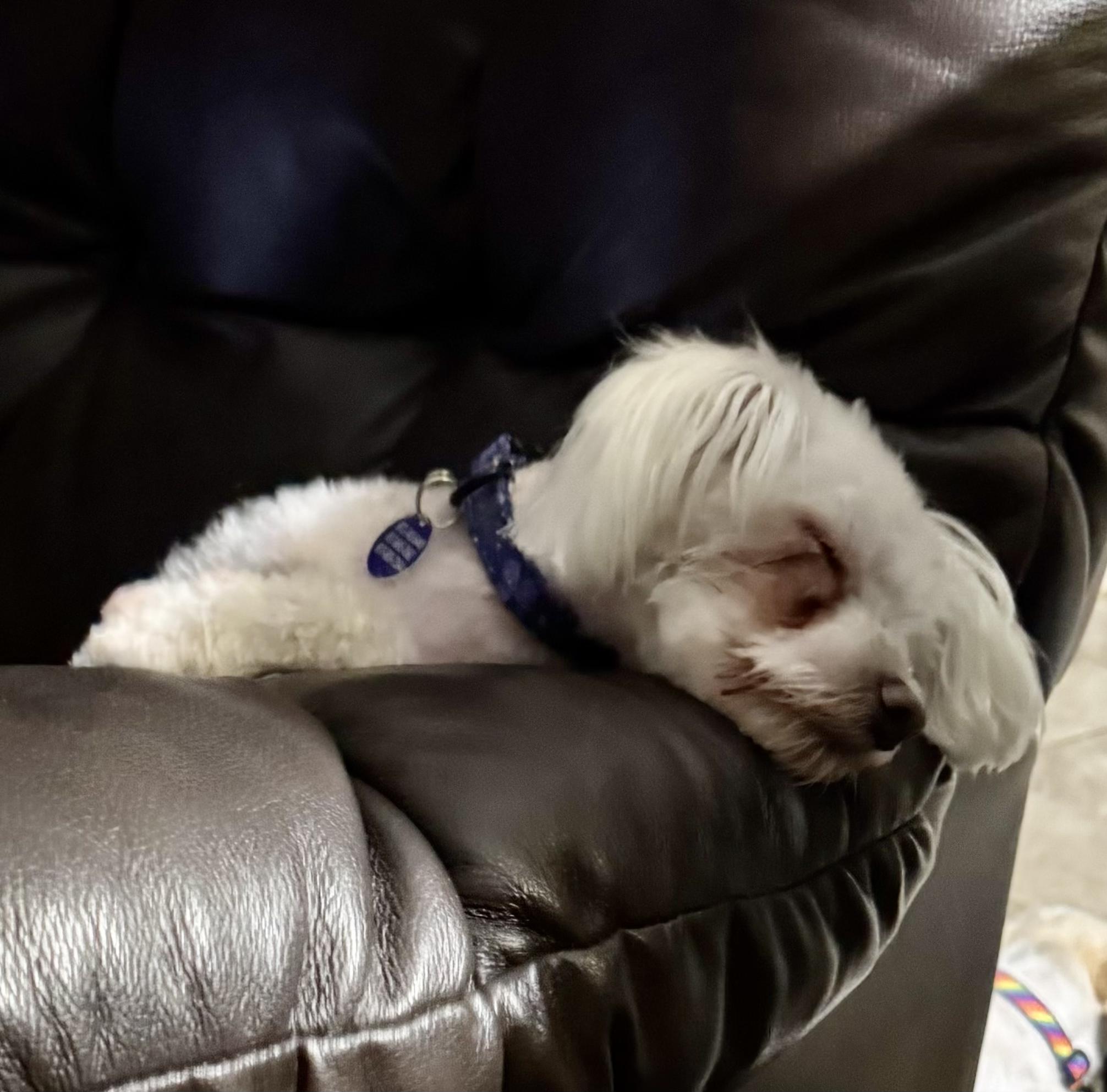Megan Turner, a Adoptable Maltese in Plano, TX image 2/4