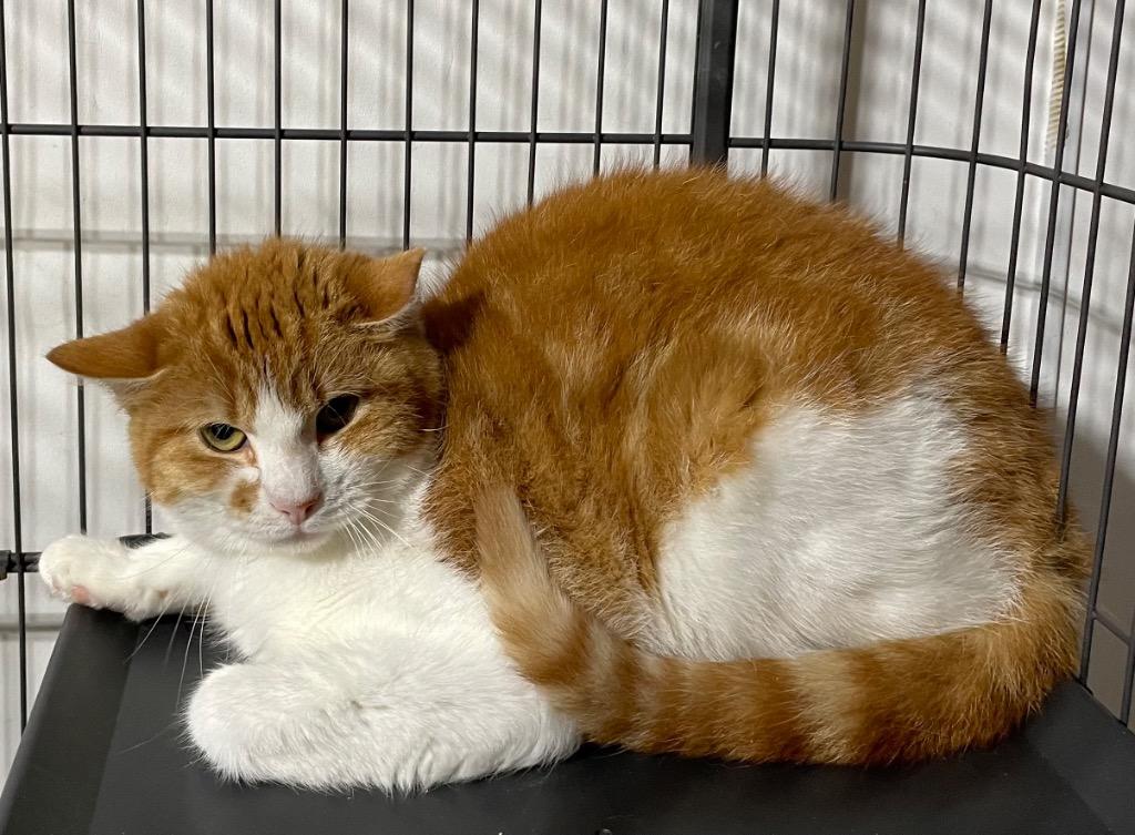 Sunny, Adoptable, Young Male Domestic Short Hair.