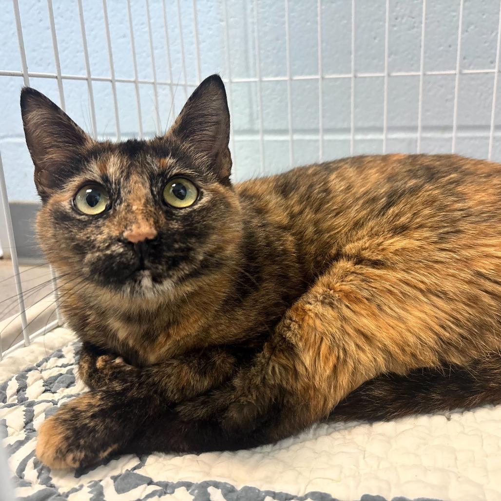 Caramel Creamer, Adoptable, Young Female Domestic Short Hair.