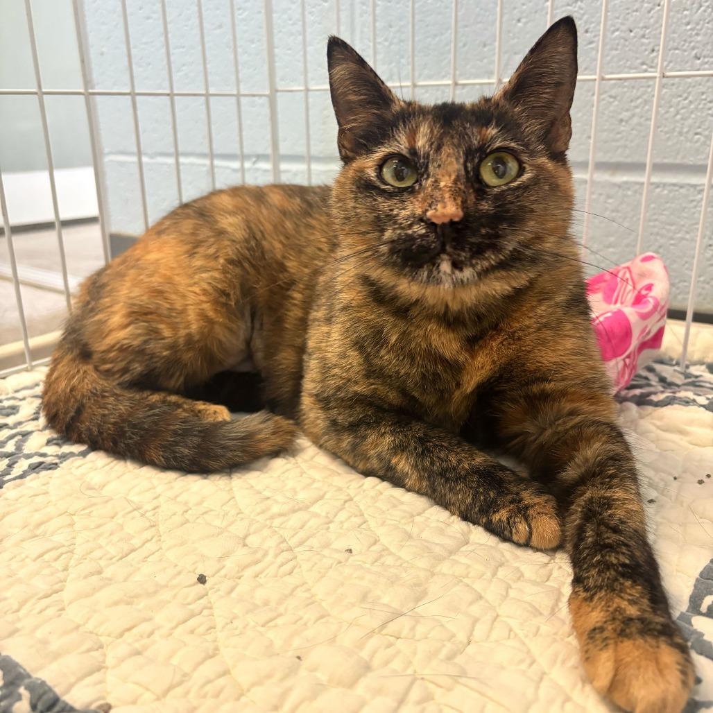 Enlarge Caramel Creamer, a Adoptable Domestic Short Hair in Carencro, LA image 2/4