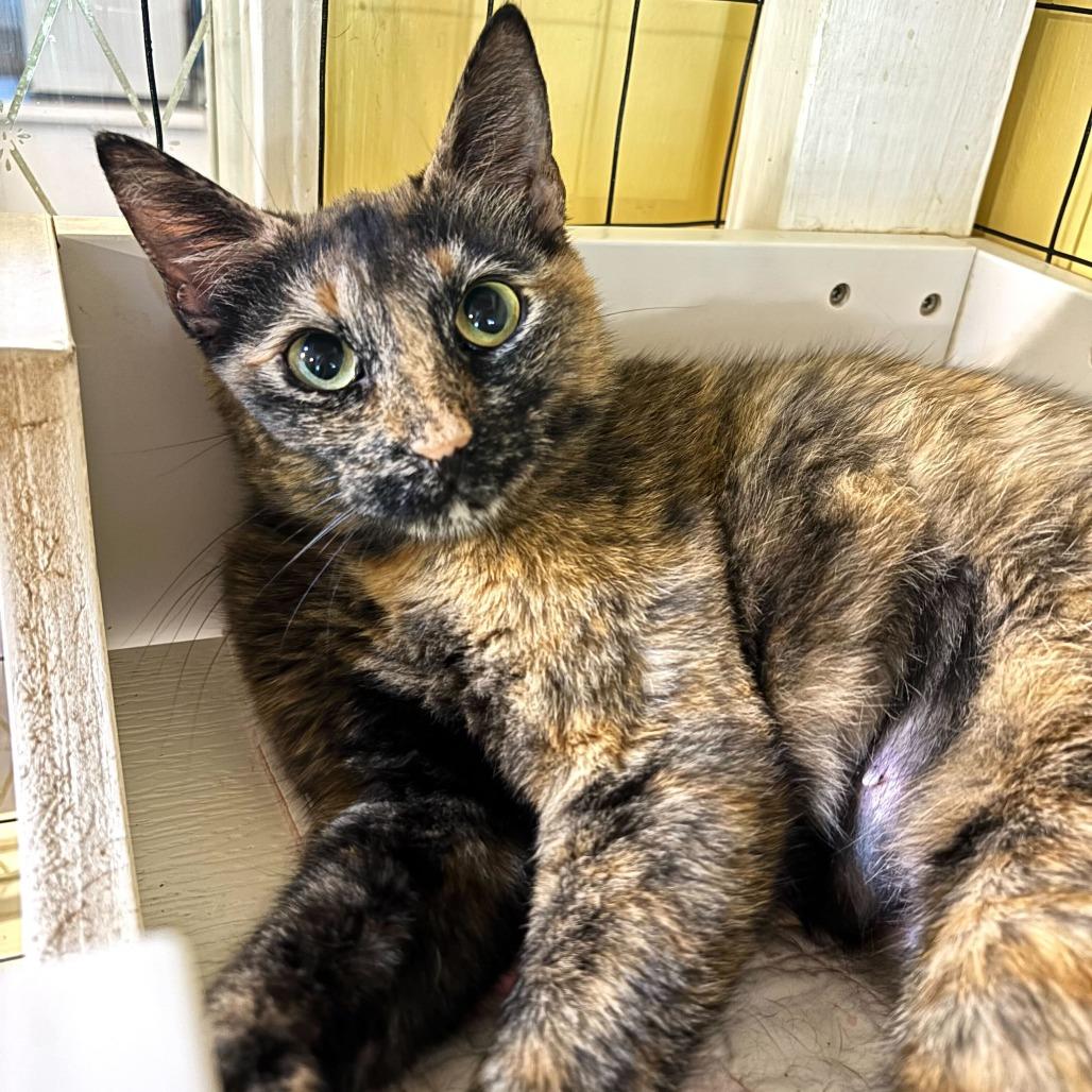 Enlarge Caramel Creamer, a Adoptable Domestic Short Hair in Carencro, LA image 3/4
