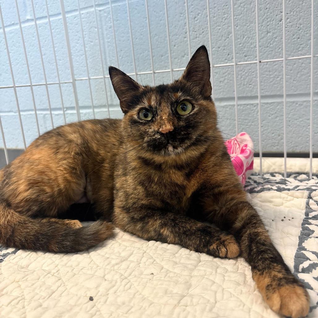 Enlarge Caramel Creamer, a Adoptable Domestic Short Hair in Carencro, LA image 4/4