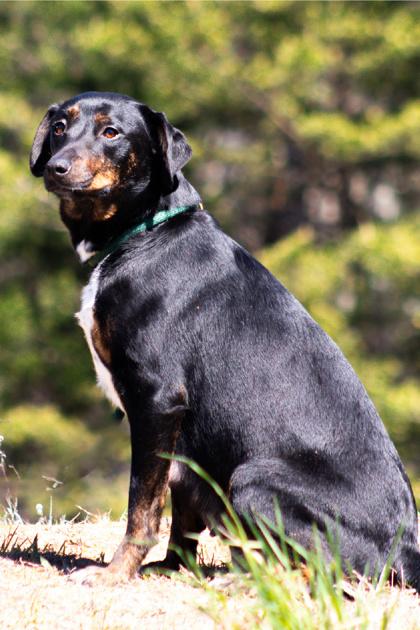 Enlarge Tuto, a Adoptable mixed breed in Clayton, GA image 1/1