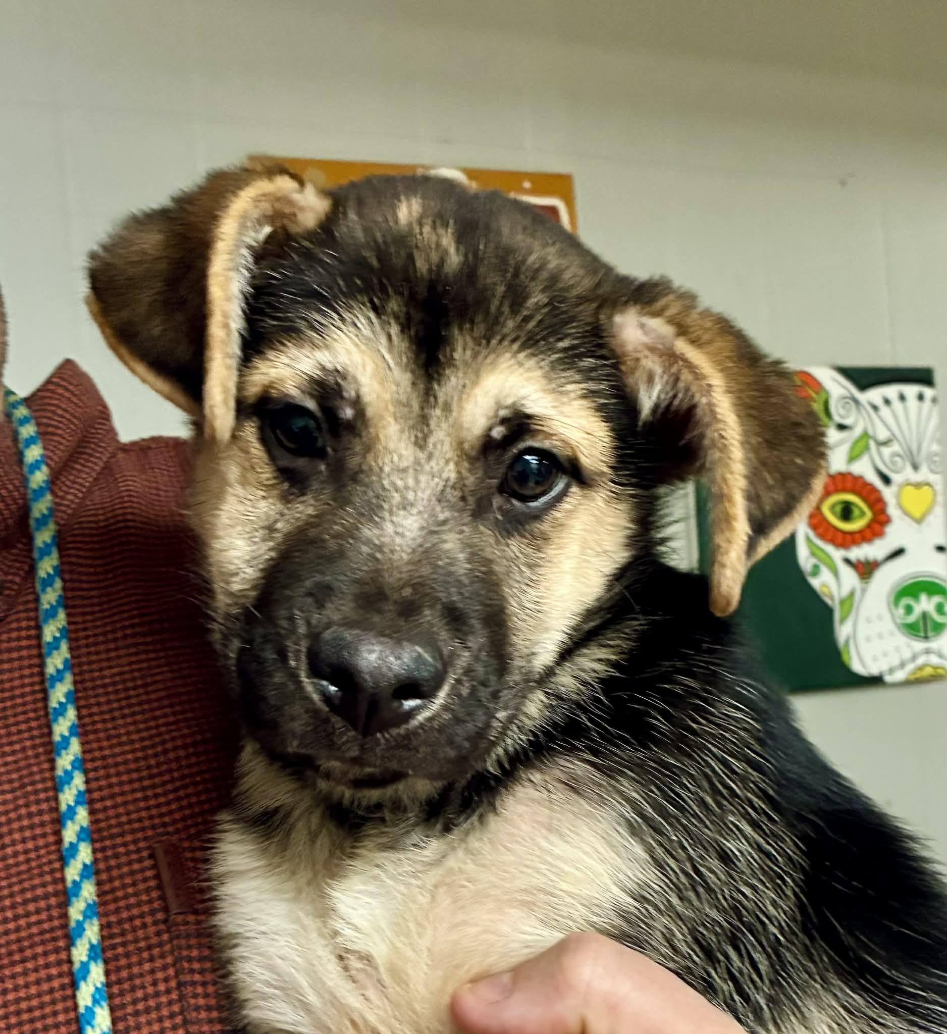 Rooney, ADOPTABLE, Puppy Male Shepherd.