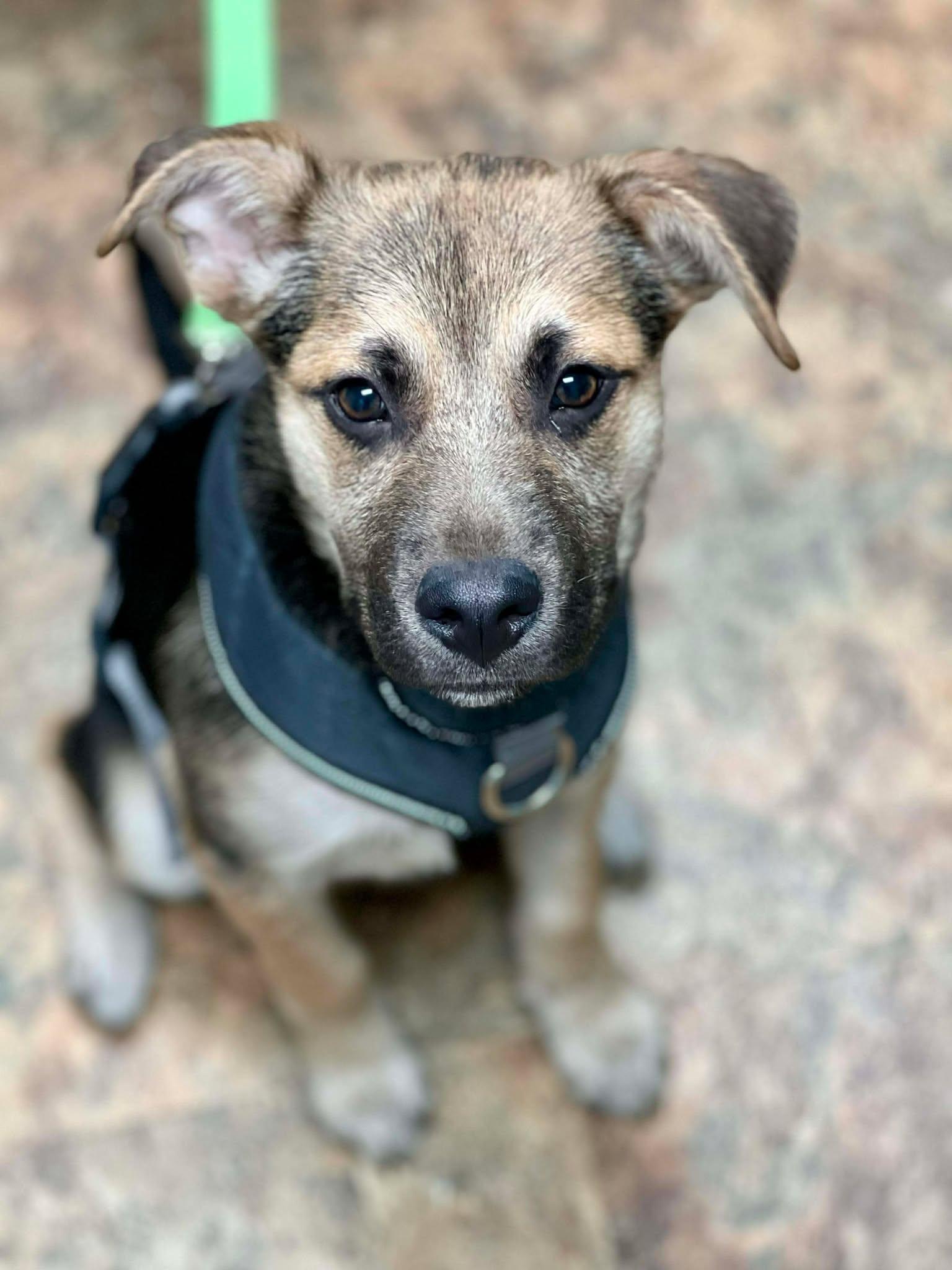 Rooney, a ADOPTABLE mixed breed in Brunswick, ME image 4/4