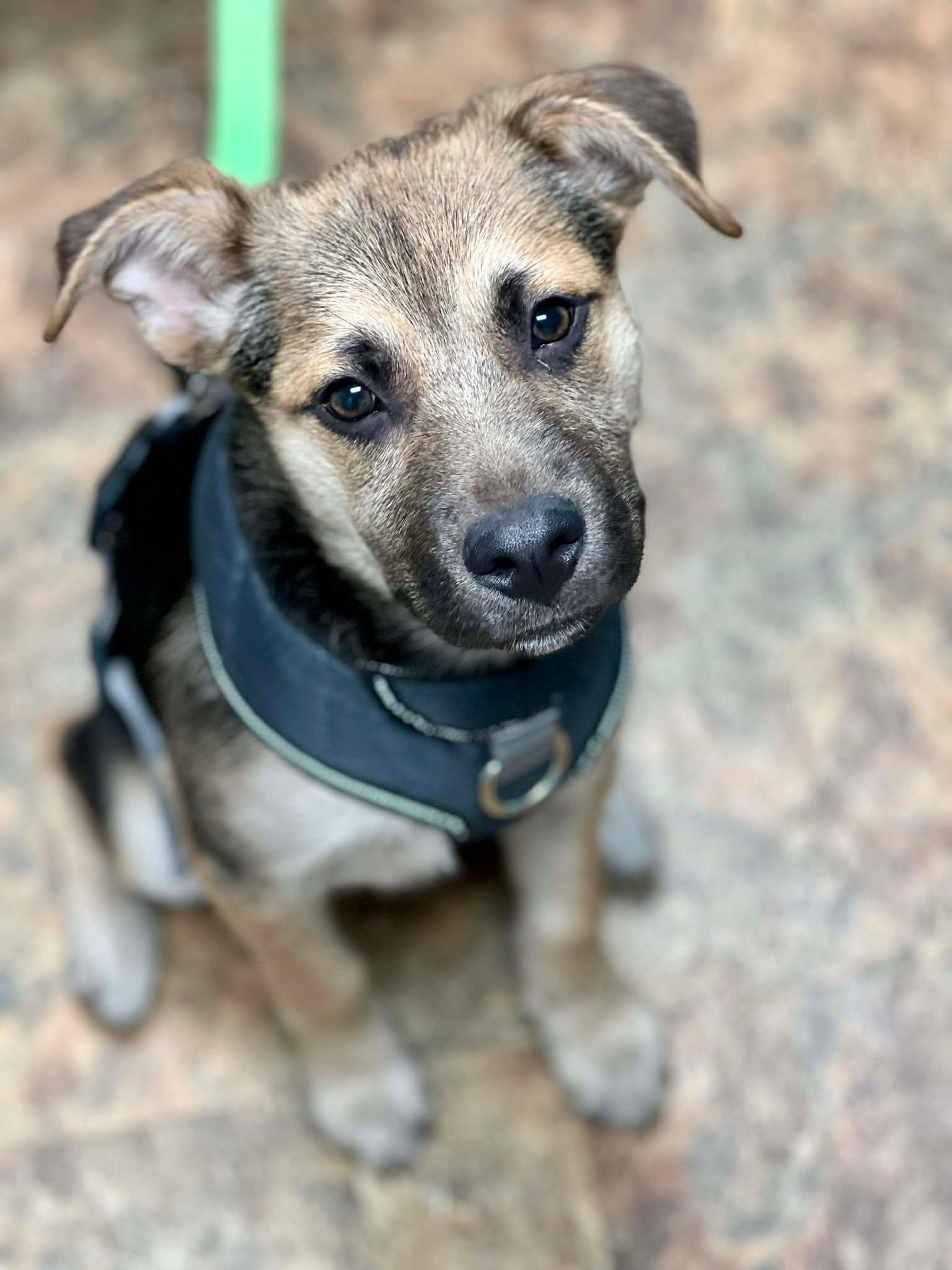 Rooney, a ADOPTABLE mixed breed in Brunswick, ME image 3/4