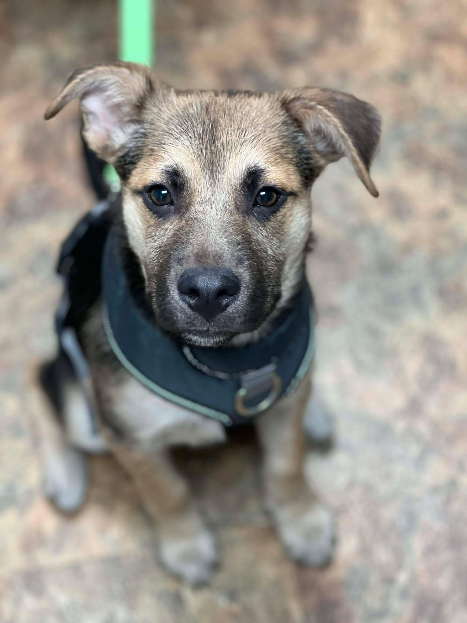 Rooney, a ADOPTABLE mixed breed in Brunswick, ME image 1/4