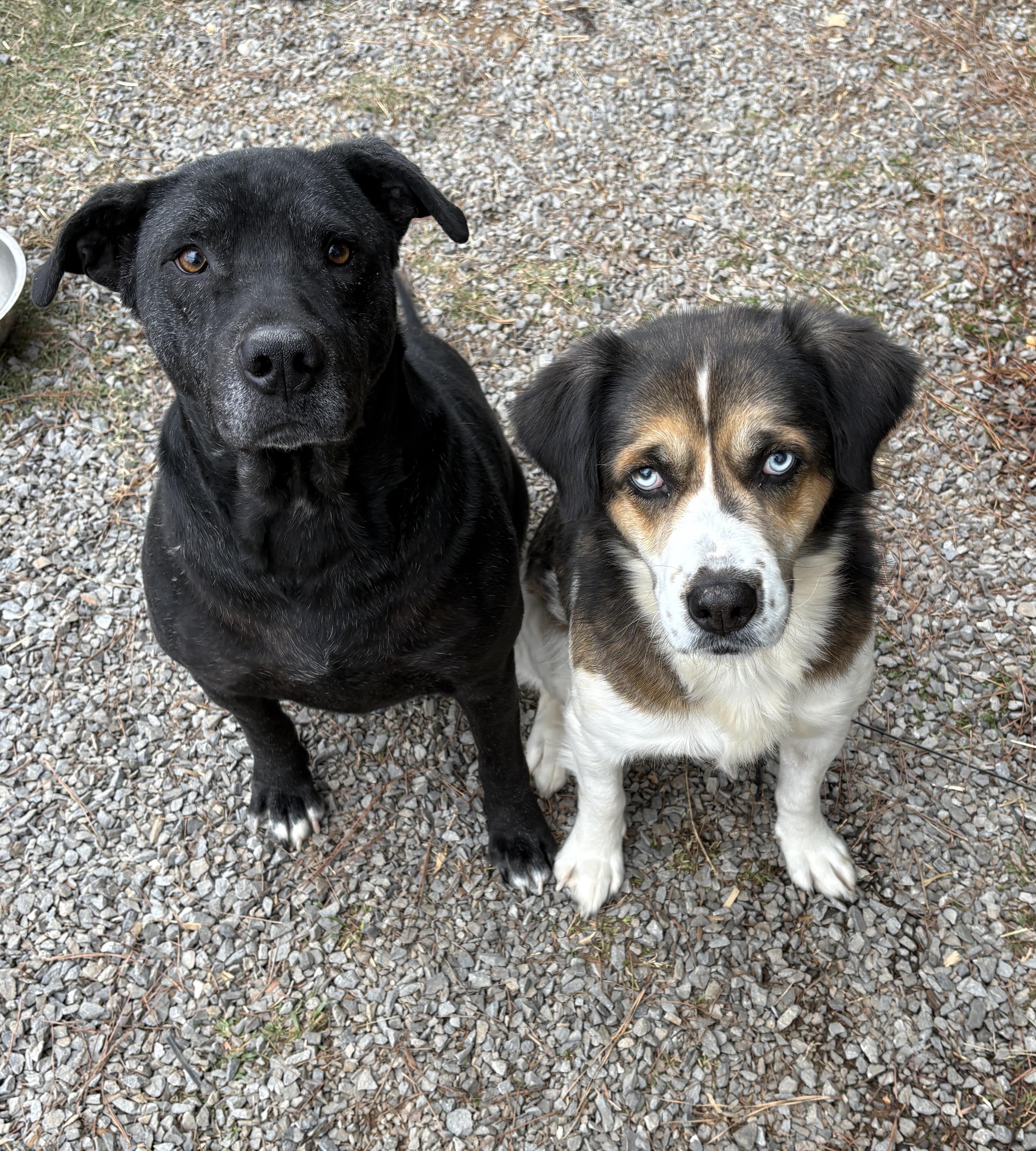 Enlarge Reba, a Adoptable mixed breed in grant, AL image 1/3