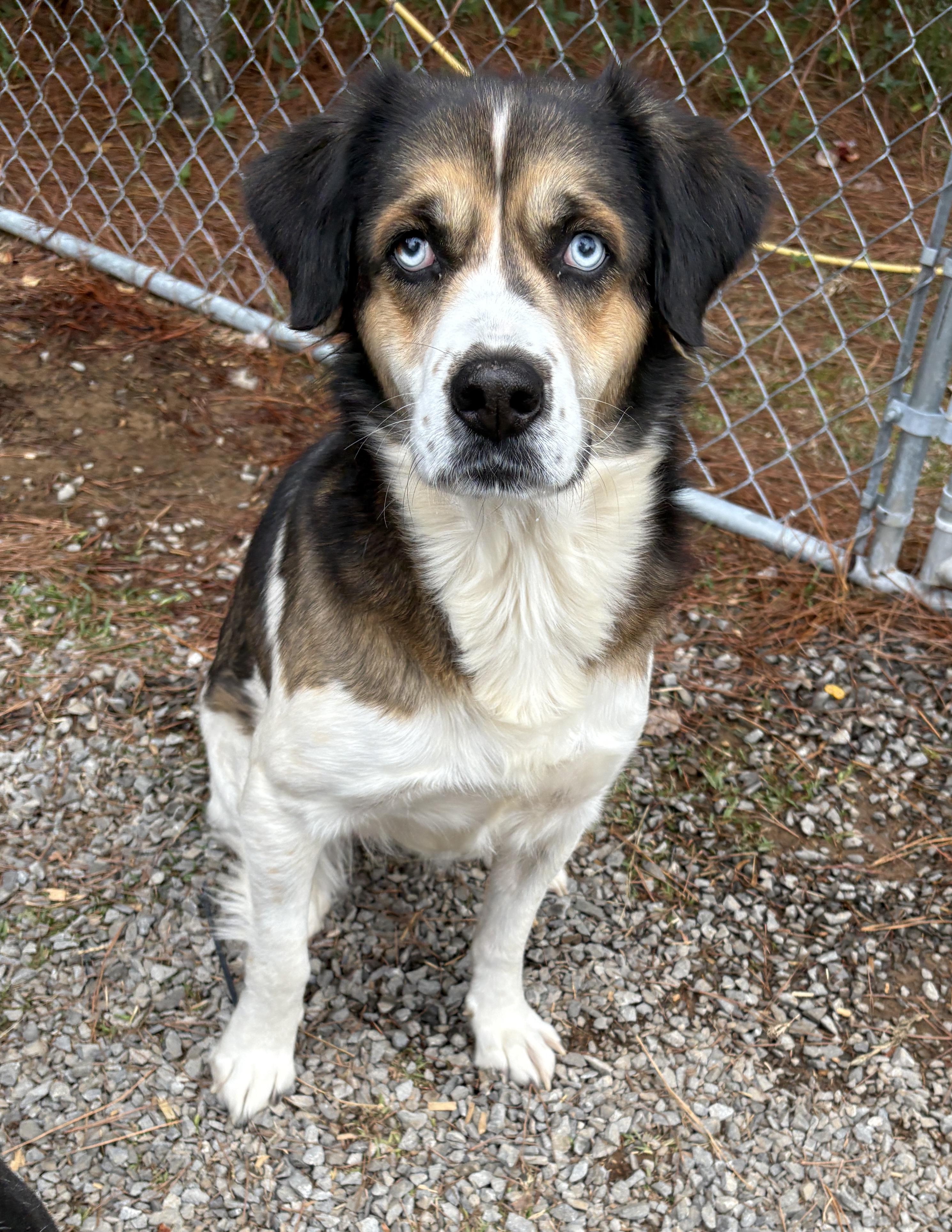 Enlarge Reba, a Adoptable mixed breed in grant, AL image 3/3