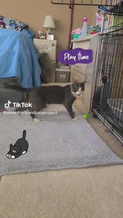 Enlarge Jasper, a Adopted Tuxedo in Quartz Hill, CA video 6/12