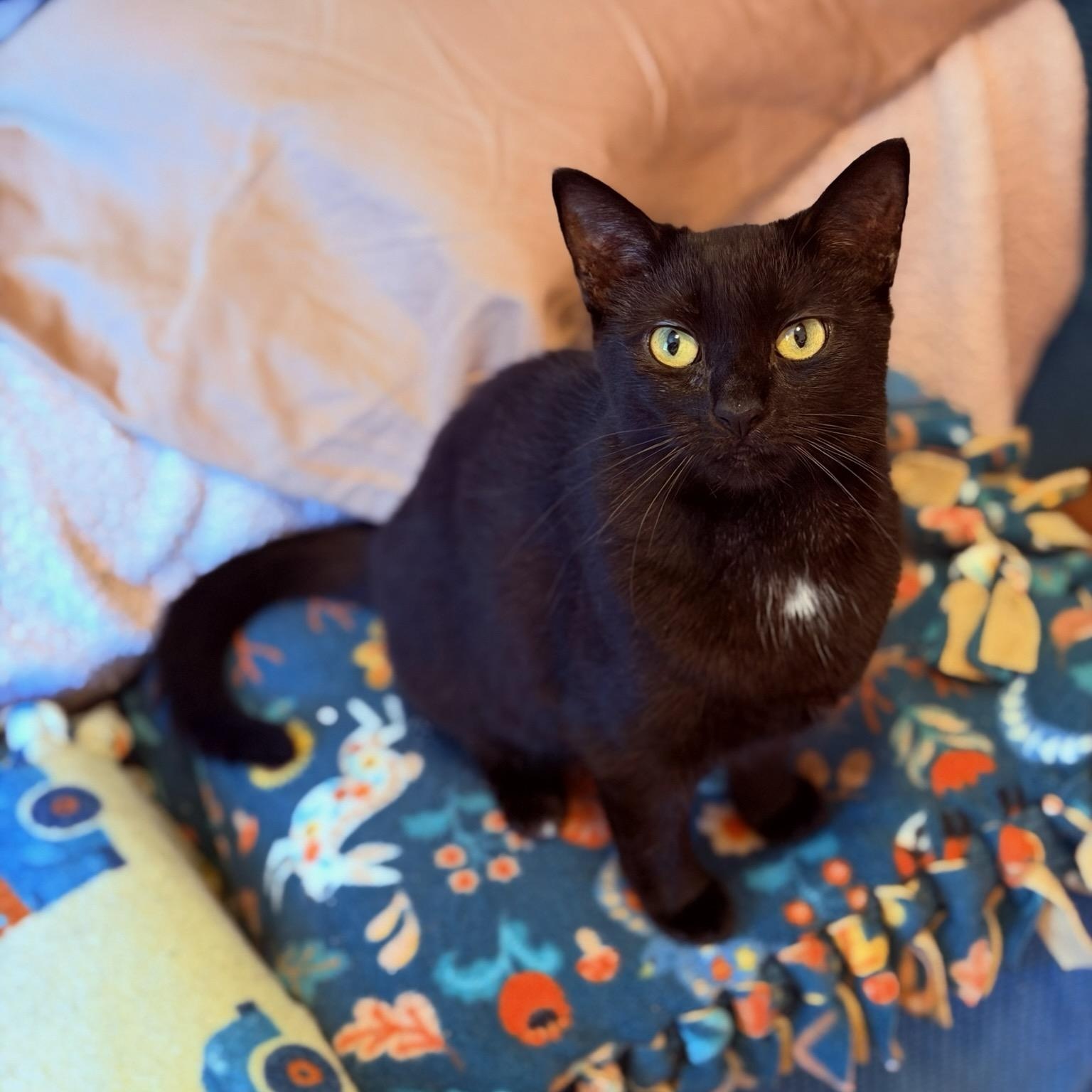 Enlarge Ginny, a ADOPTABLE Domestic Short Hair in Honeoye, NY image 1/1