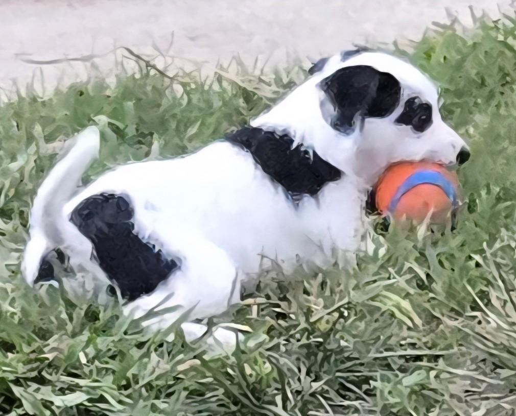 Boo, a Adoptable mixed breed in Oakdale, CA image 3/4