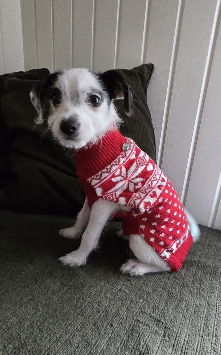 Boo, a Adoptable mixed breed in Oakdale, CA image 2/4