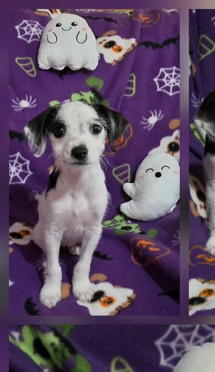 Boo, a Adoptable mixed breed in Oakdale, CA image 4/4