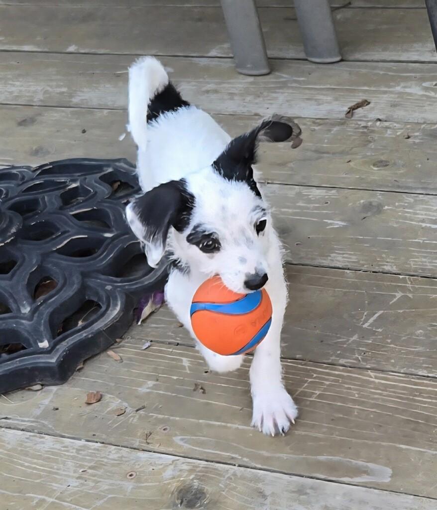 Boo, a Adoptable mixed breed in Oakdale, CA image 1/4