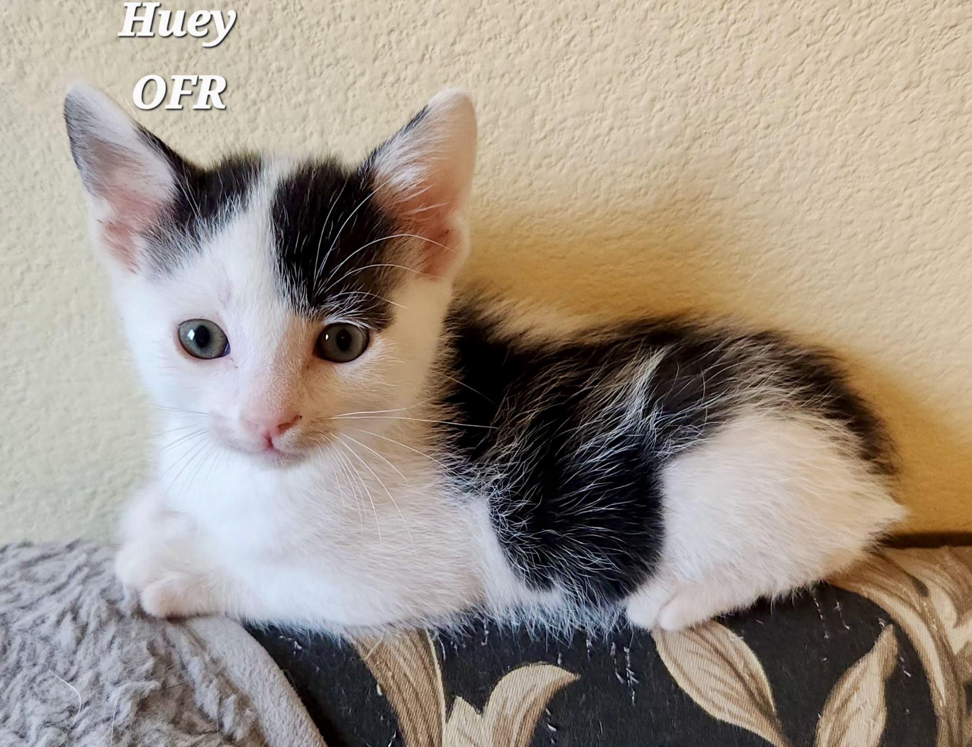 Enlarge Huey, a ADOPTABLE Domestic Short Hair in Owasso, OK image 1/3