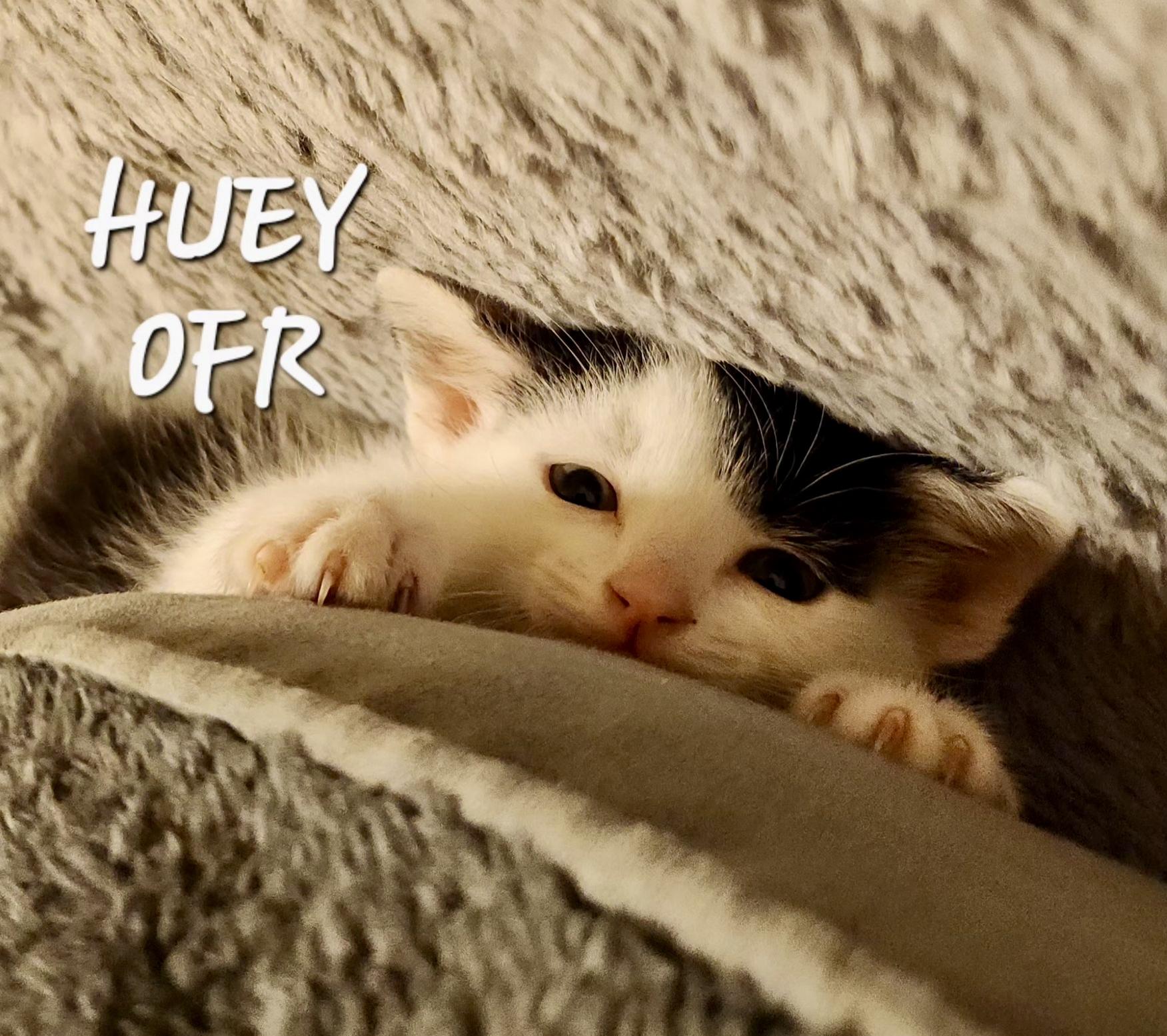 Enlarge Huey, a ADOPTABLE Domestic Short Hair in Owasso, OK image 2/3