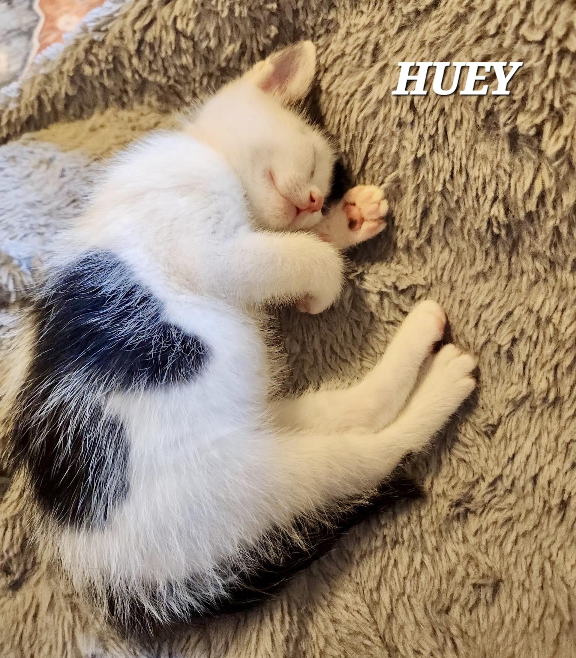 Enlarge Huey, a ADOPTABLE Domestic Short Hair in Owasso, OK image 3/3