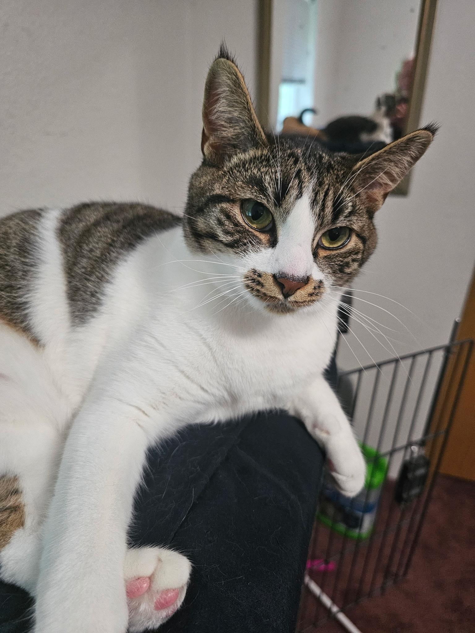 Mabel, ADOPTABLE, Adult Female Domestic Short Hair.