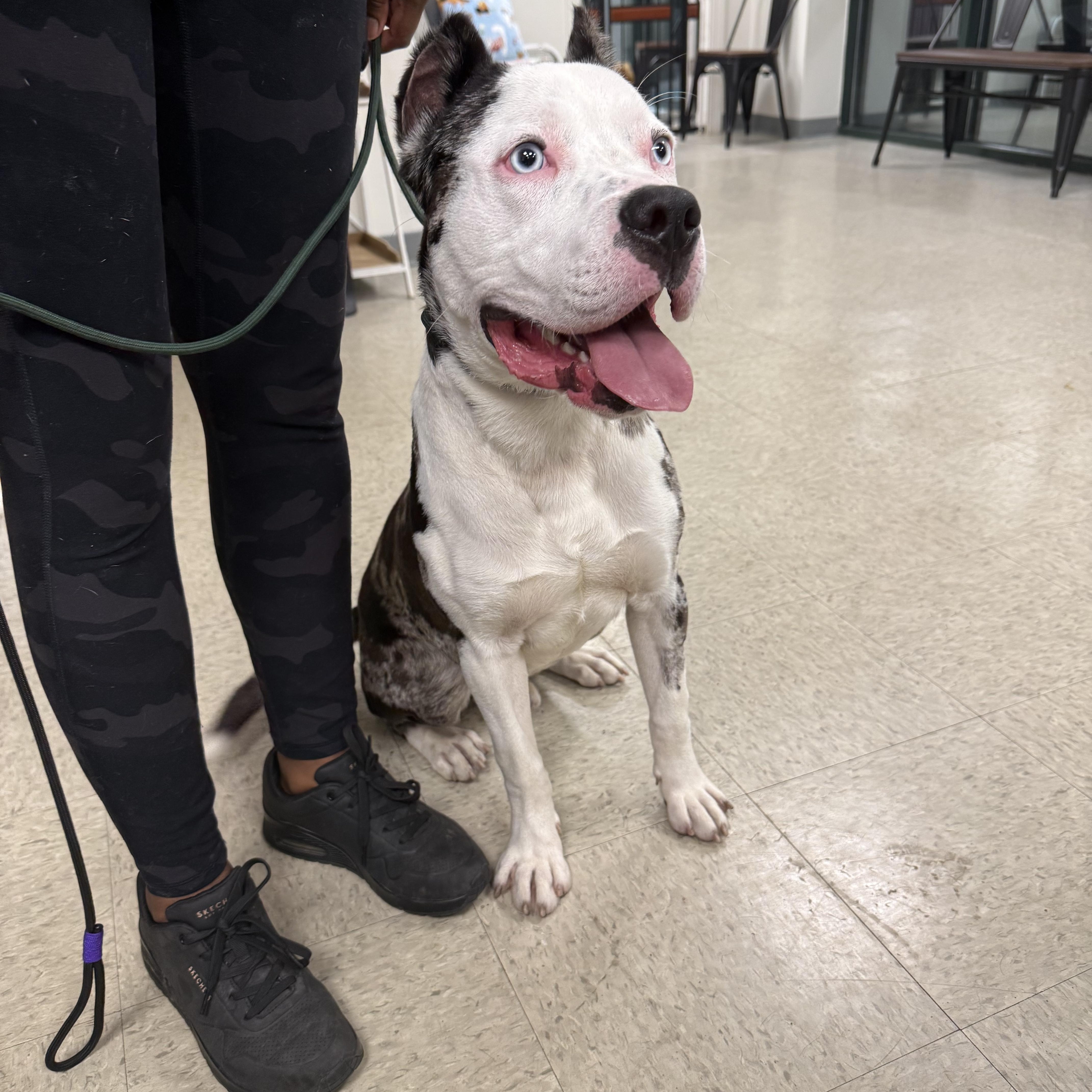 Macho Man, a Adoptable Mixed Breed in Homewood, IL image 3/3