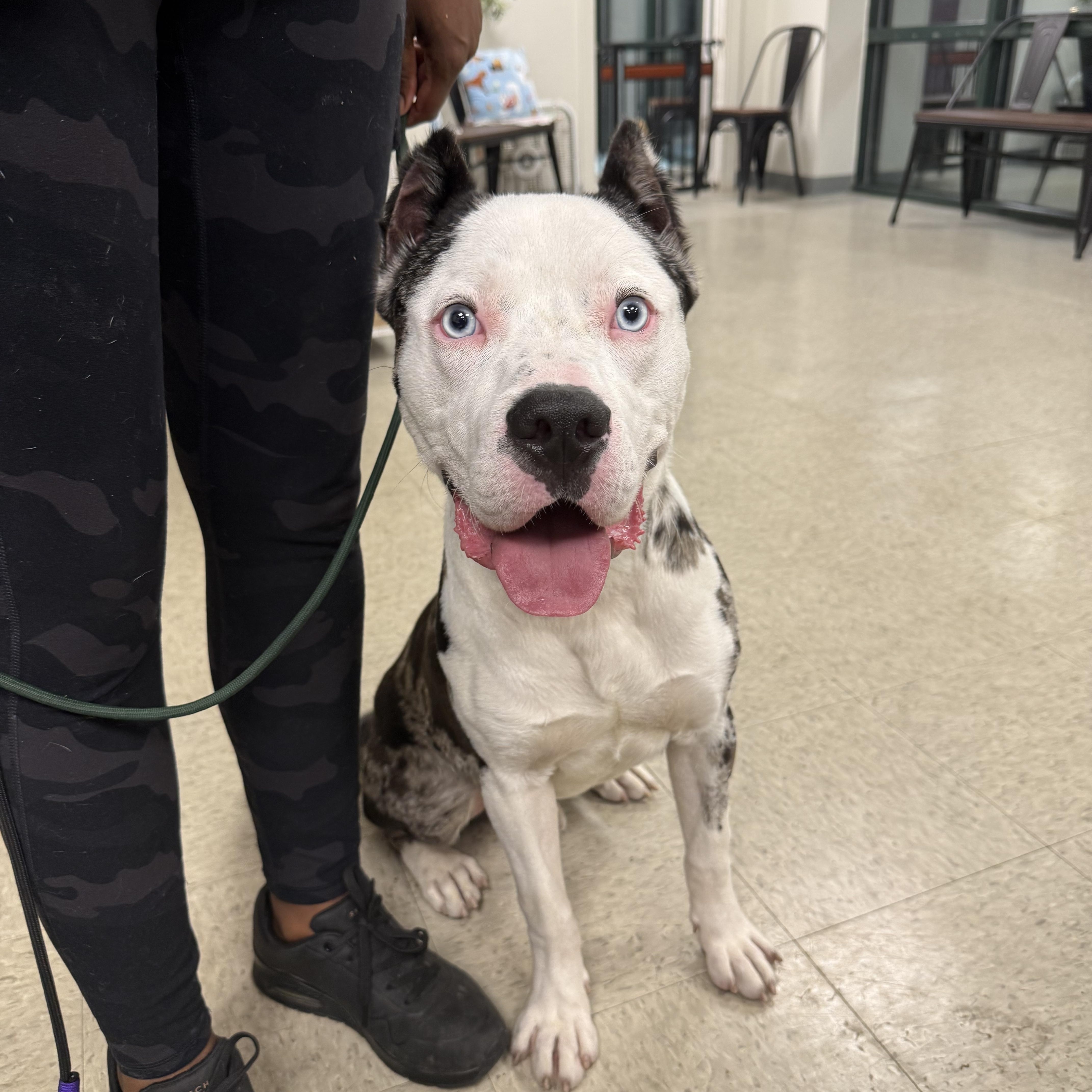 Macho Man, a Adoptable Mixed Breed in Homewood, IL image 1/3