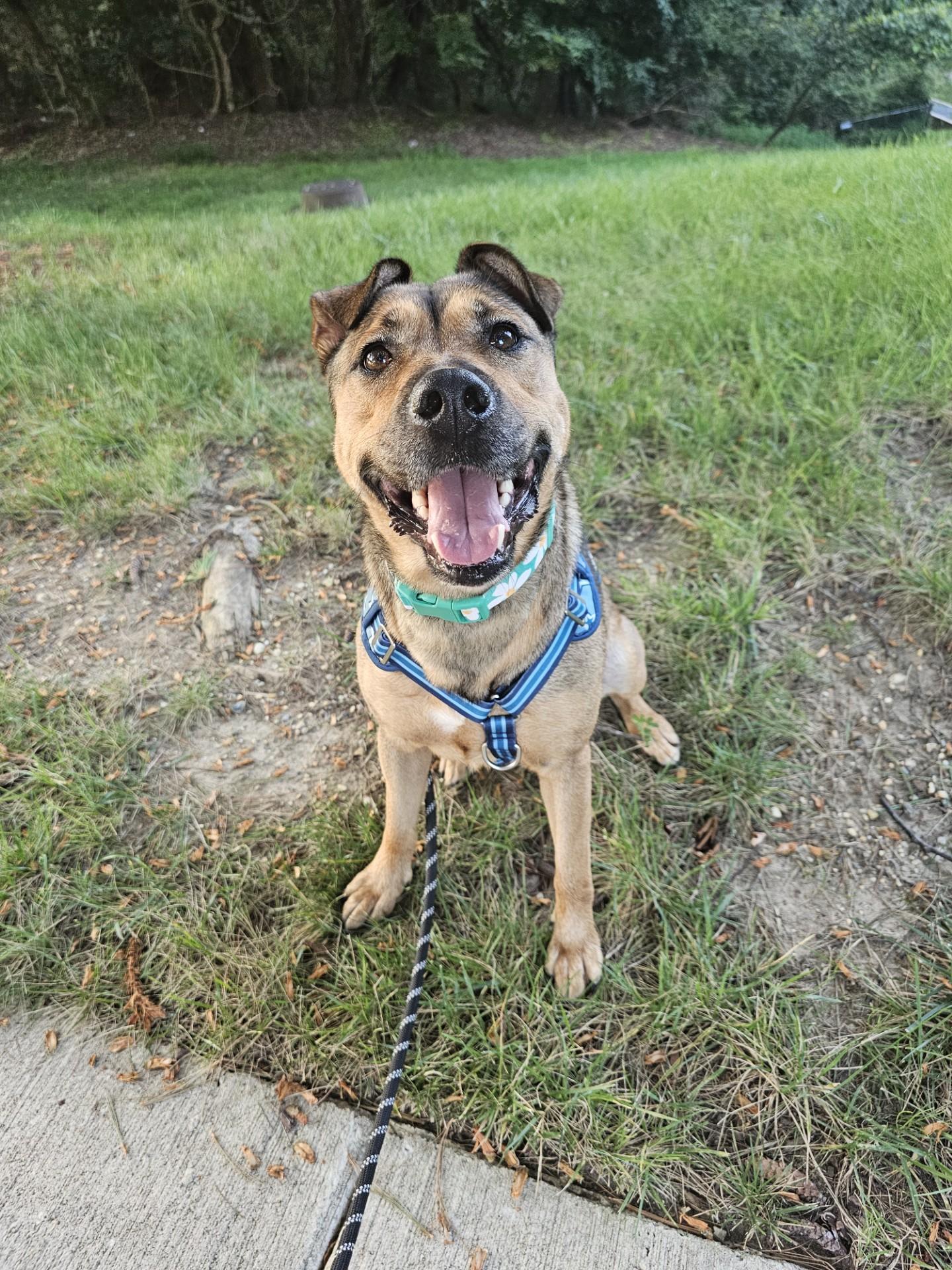 Sadie, a Adoptable mixed breed in Bowie, MD image 3/6
