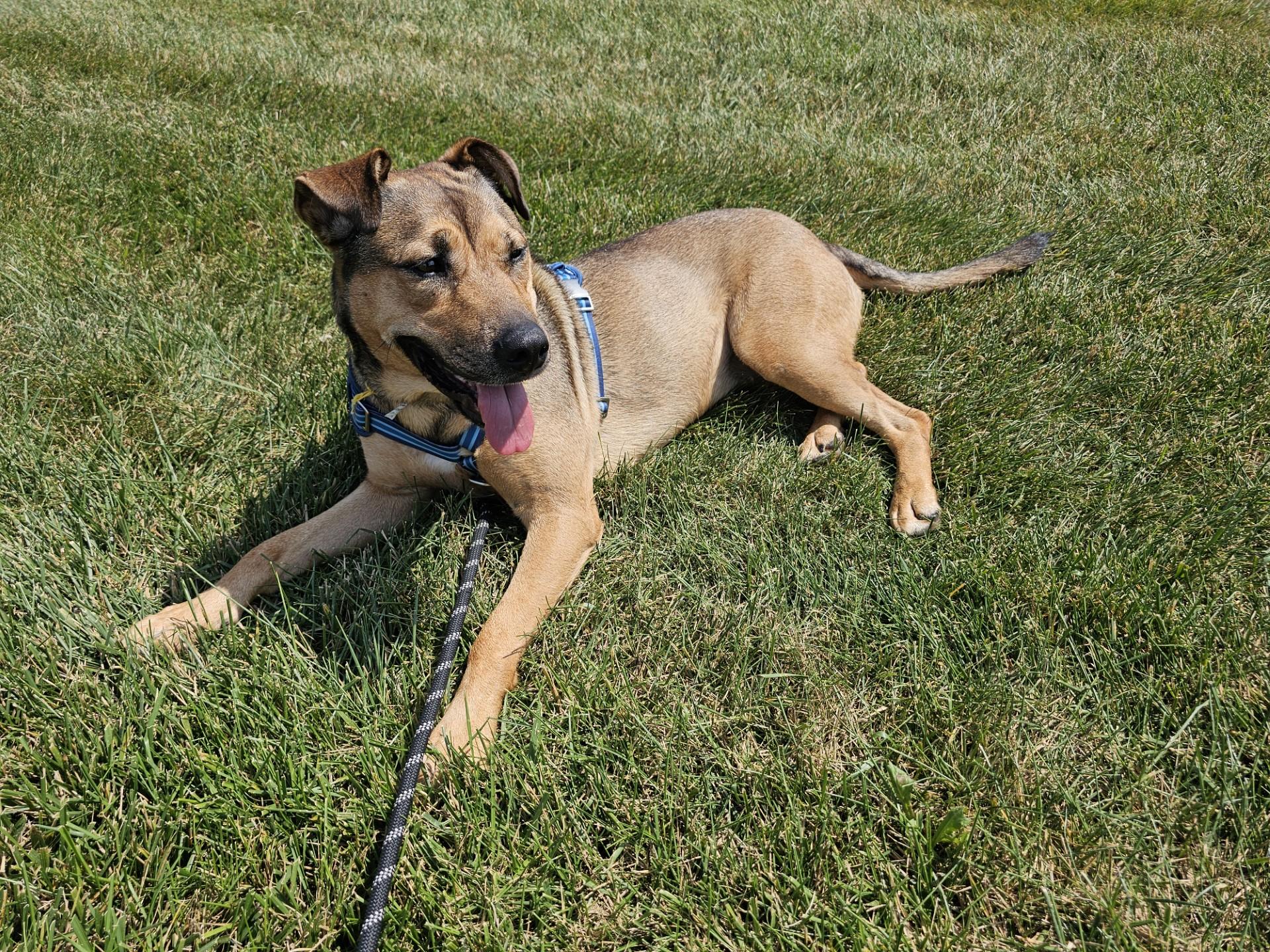 Sadie, a Adoptable mixed breed in Bowie, MD image 4/6
