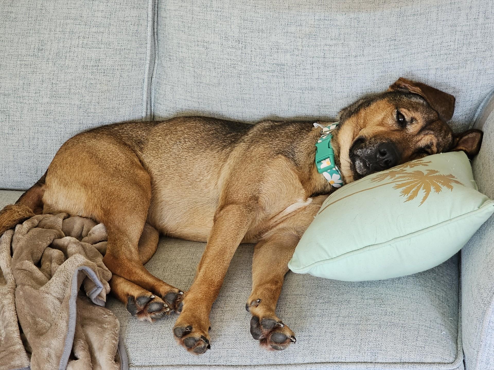Sadie, a Adoptable mixed breed in Bowie, MD image 6/6