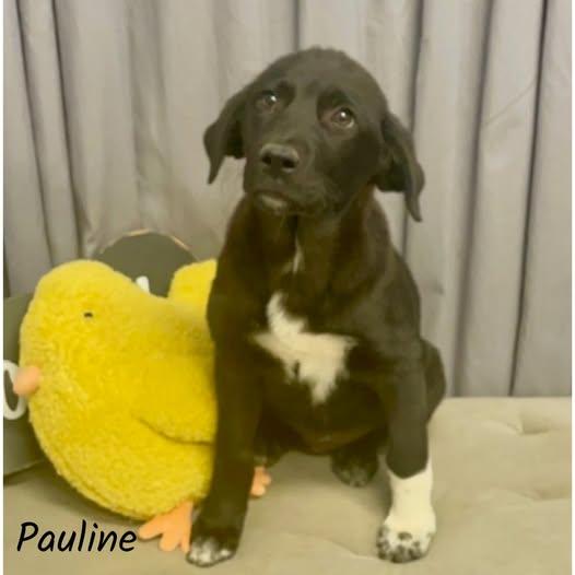 Pauline, ADOPTABLE, Young Female Labrador Retriever & Great Pyrenees.