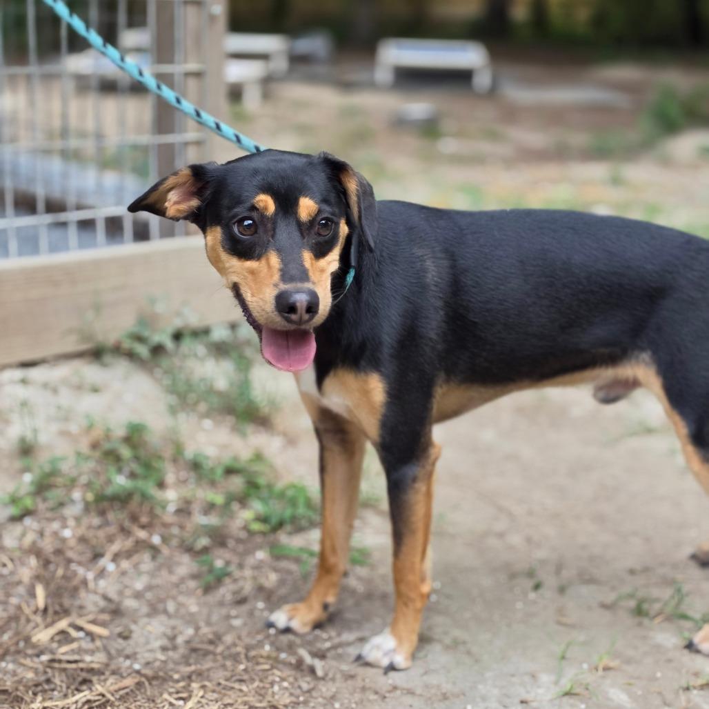 Pippin, Adoptable, Young Male Miniature Pinscher & Rat Terrier.