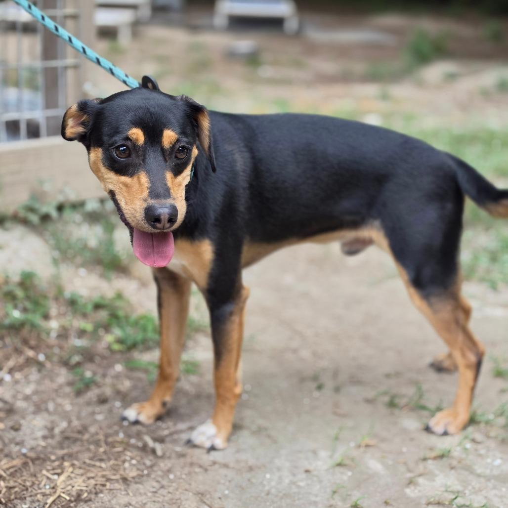 Pippin, a Adoptable mixed breed in Chesapeake, VA image 2/2