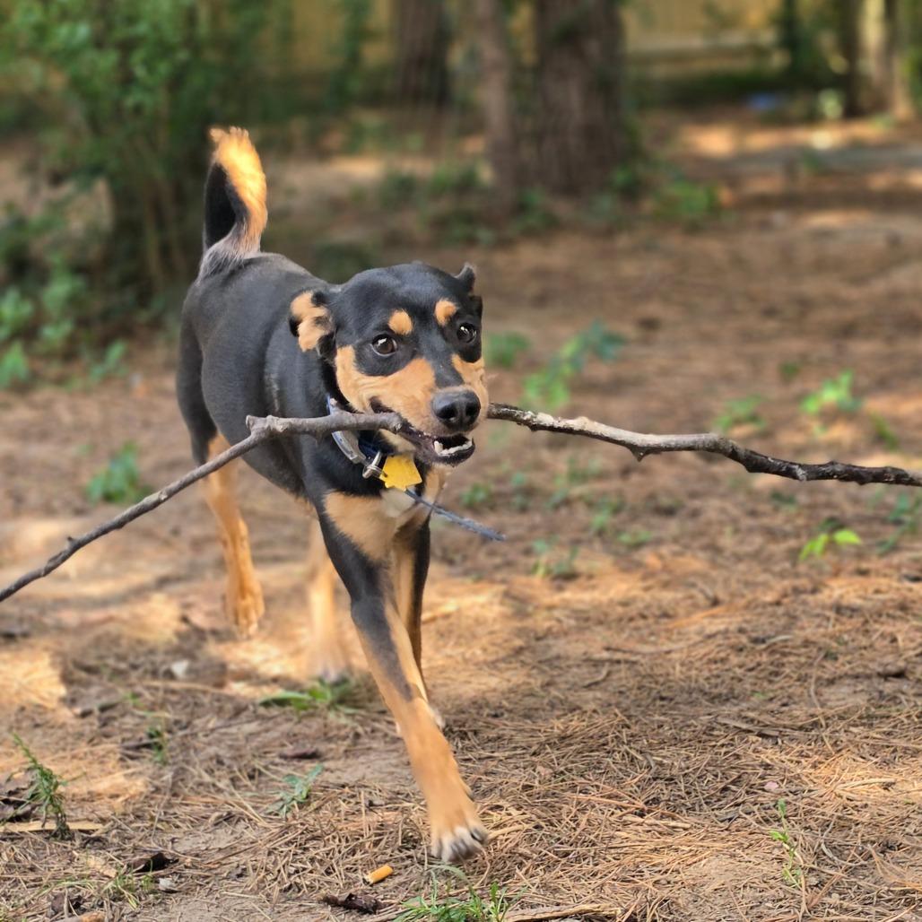 Pippin, a Adoptable mixed breed in Chesapeake, VA image 3/3