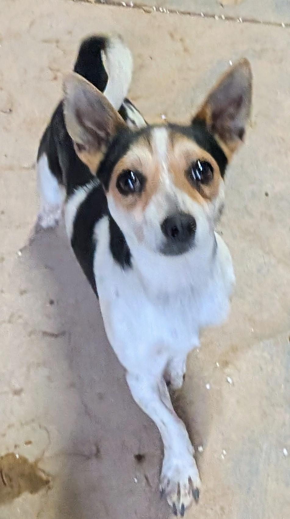 Enlarge Maui, a ADOPTABLE mixed breed in Saint David, AZ image 2/2