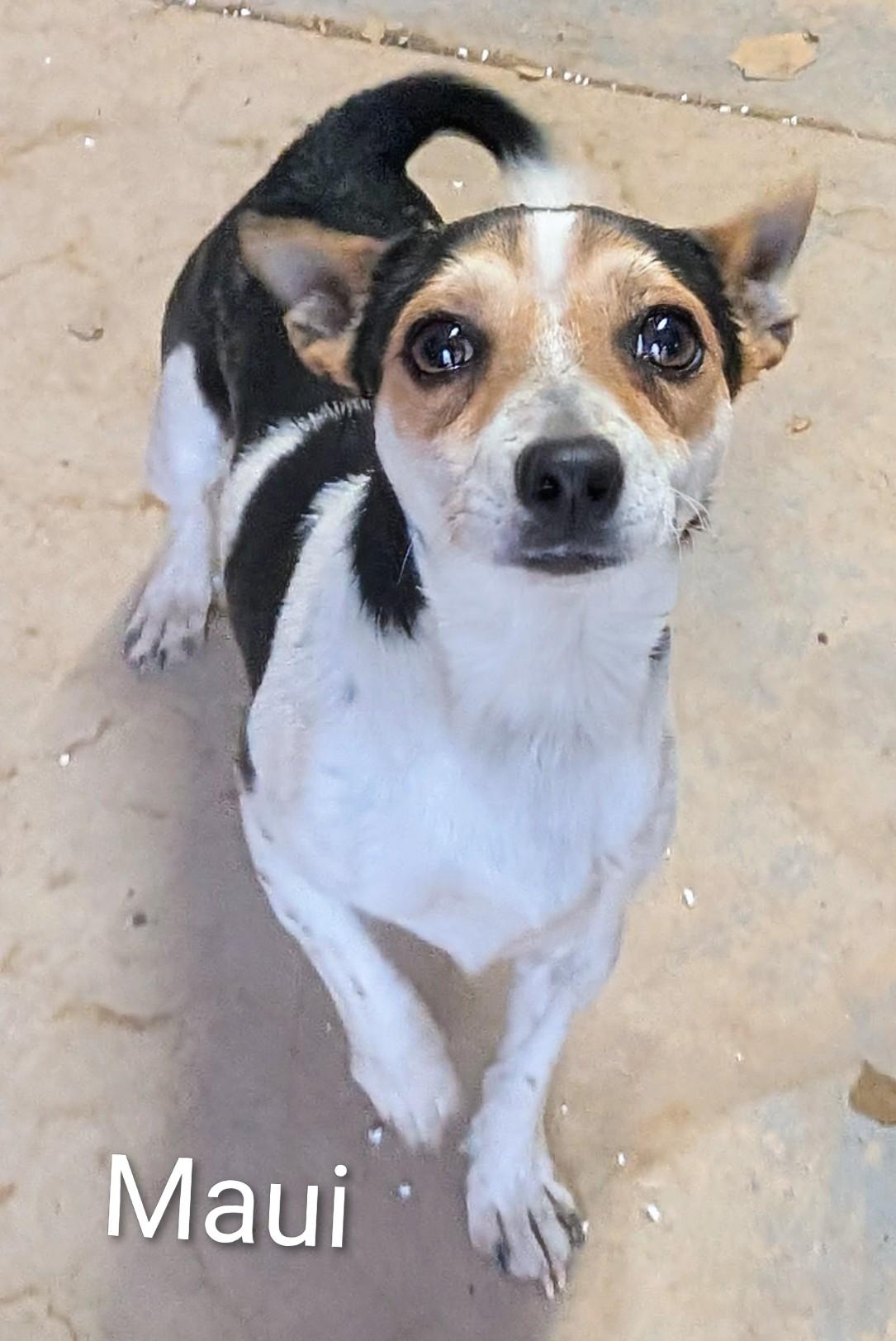 Maui, ADOPTABLE, Young Male Chihuahua.