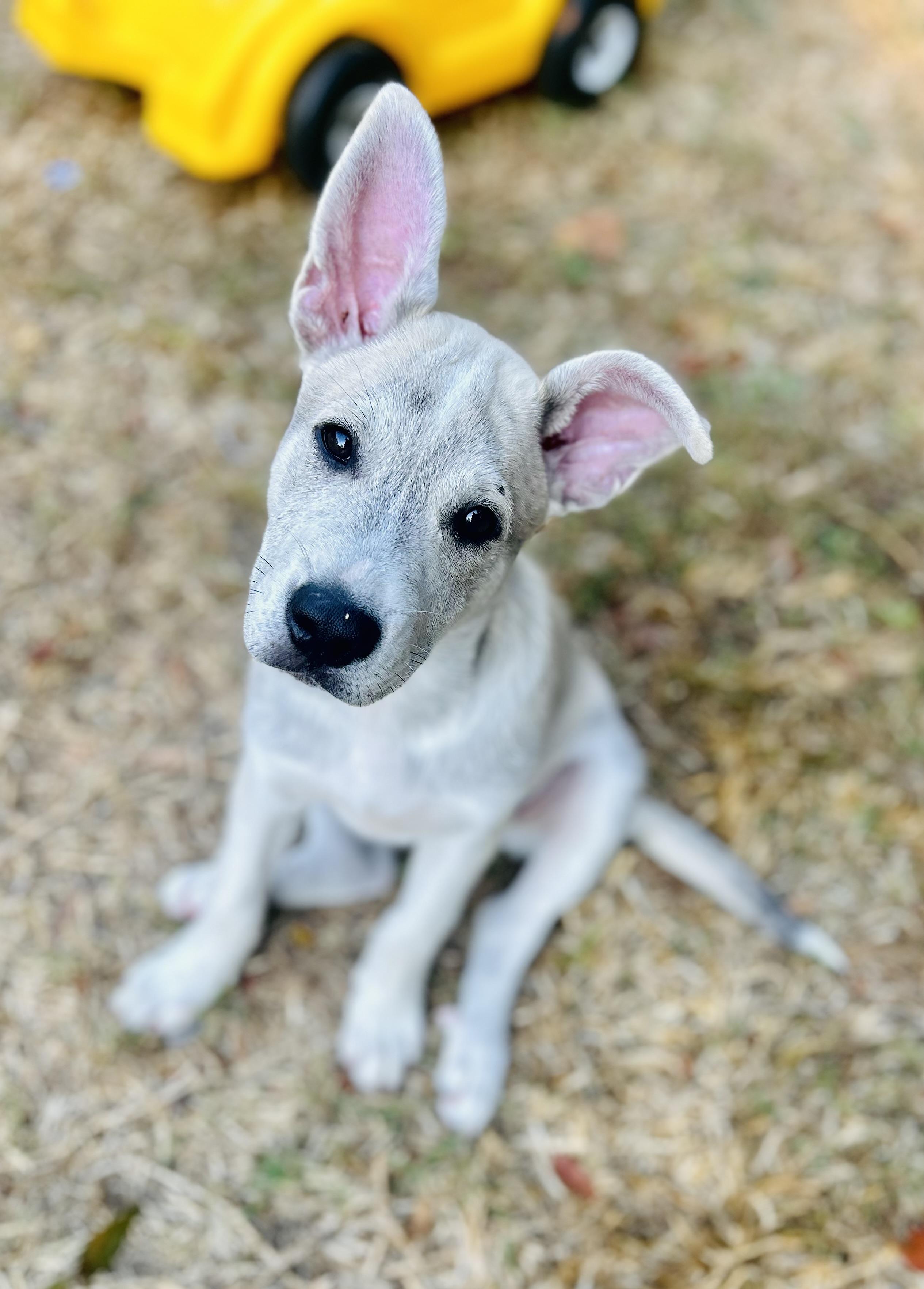 Enlarge Twinkie, a Adopted Husky in Houston, TX image 3/3