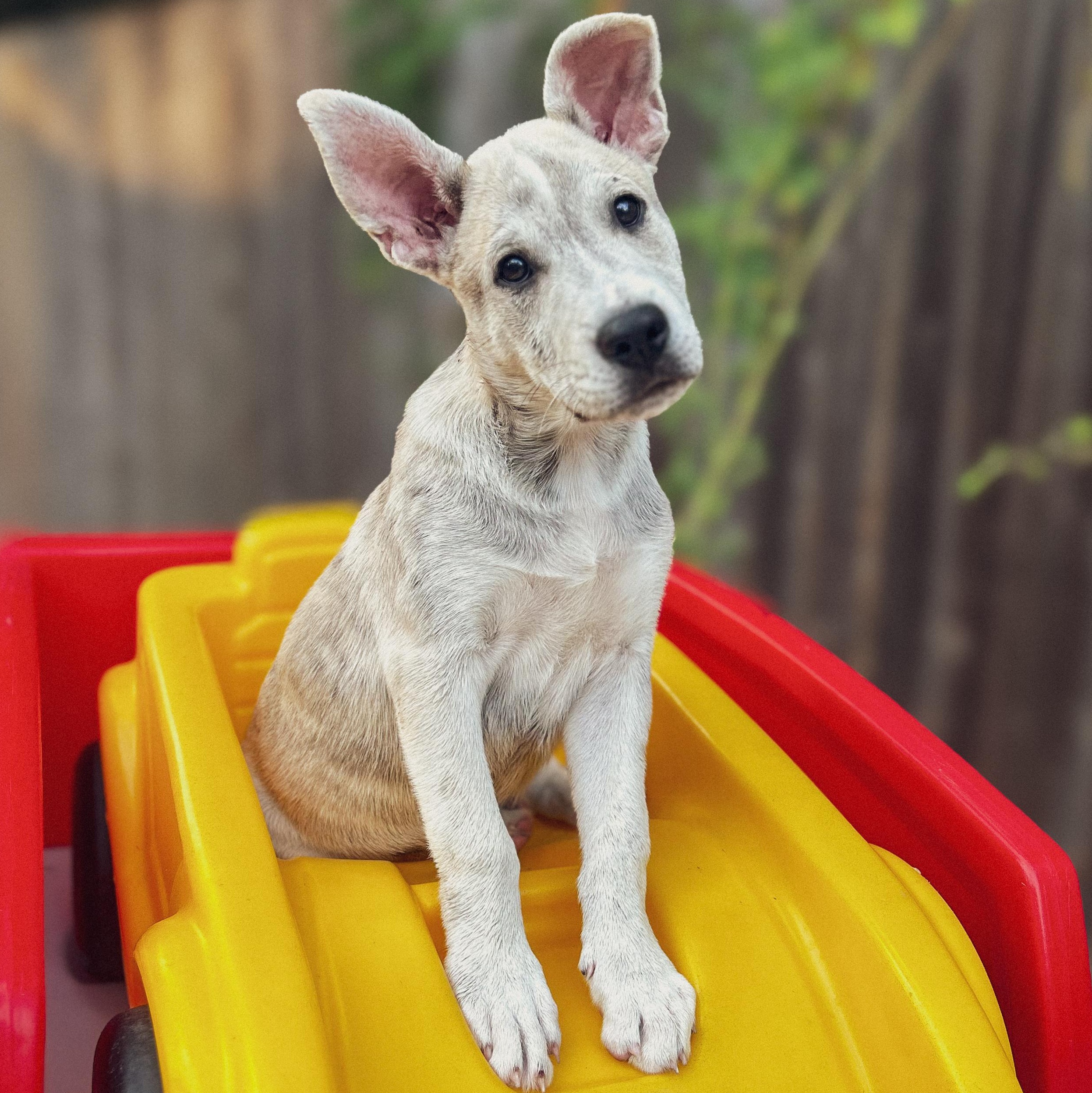 Twinkie, Adopted, Puppy Male Husky.