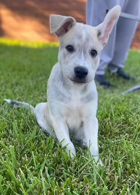 Twinkie, Adopted, Puppy Male Husky.