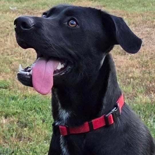 Enlarge Lucky, a Adoptable mixed breed in Mendham, NJ image 2/4